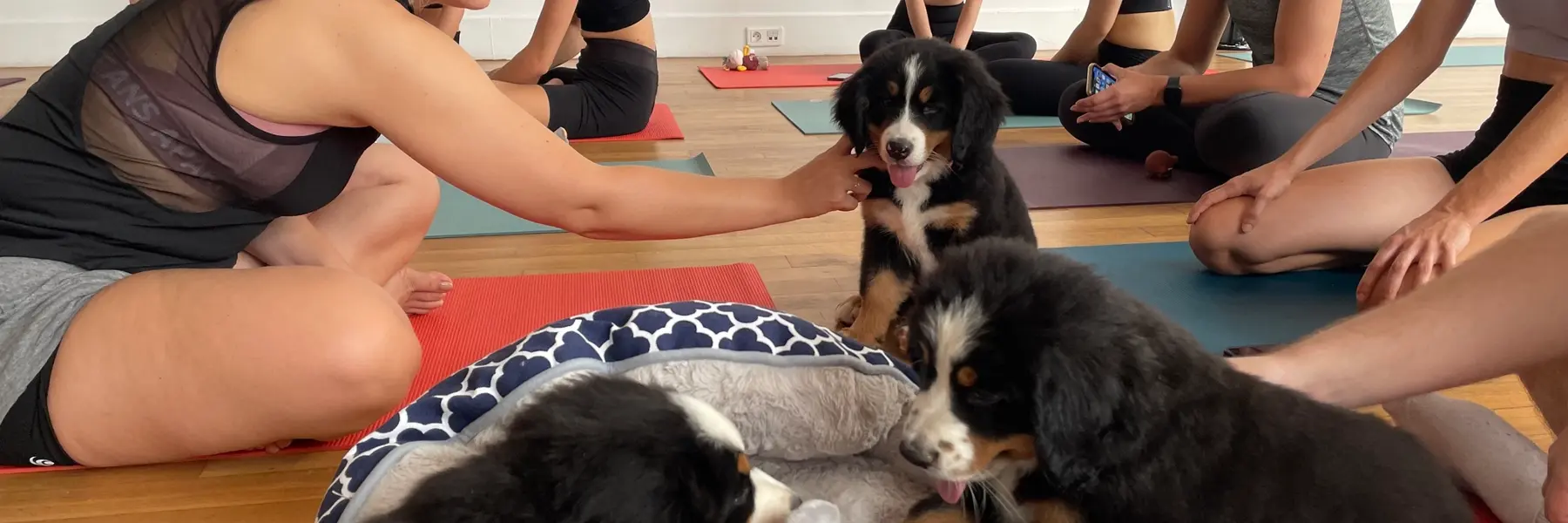 Puppy Yoga